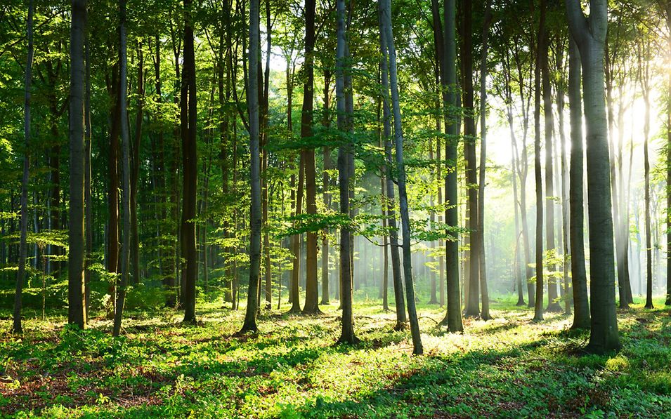 Wald mit Lichtung