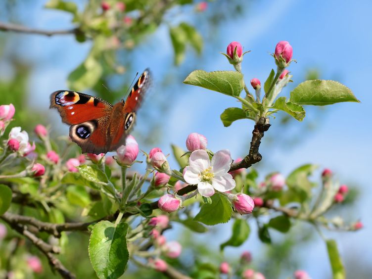 Schmetterling auf Ast