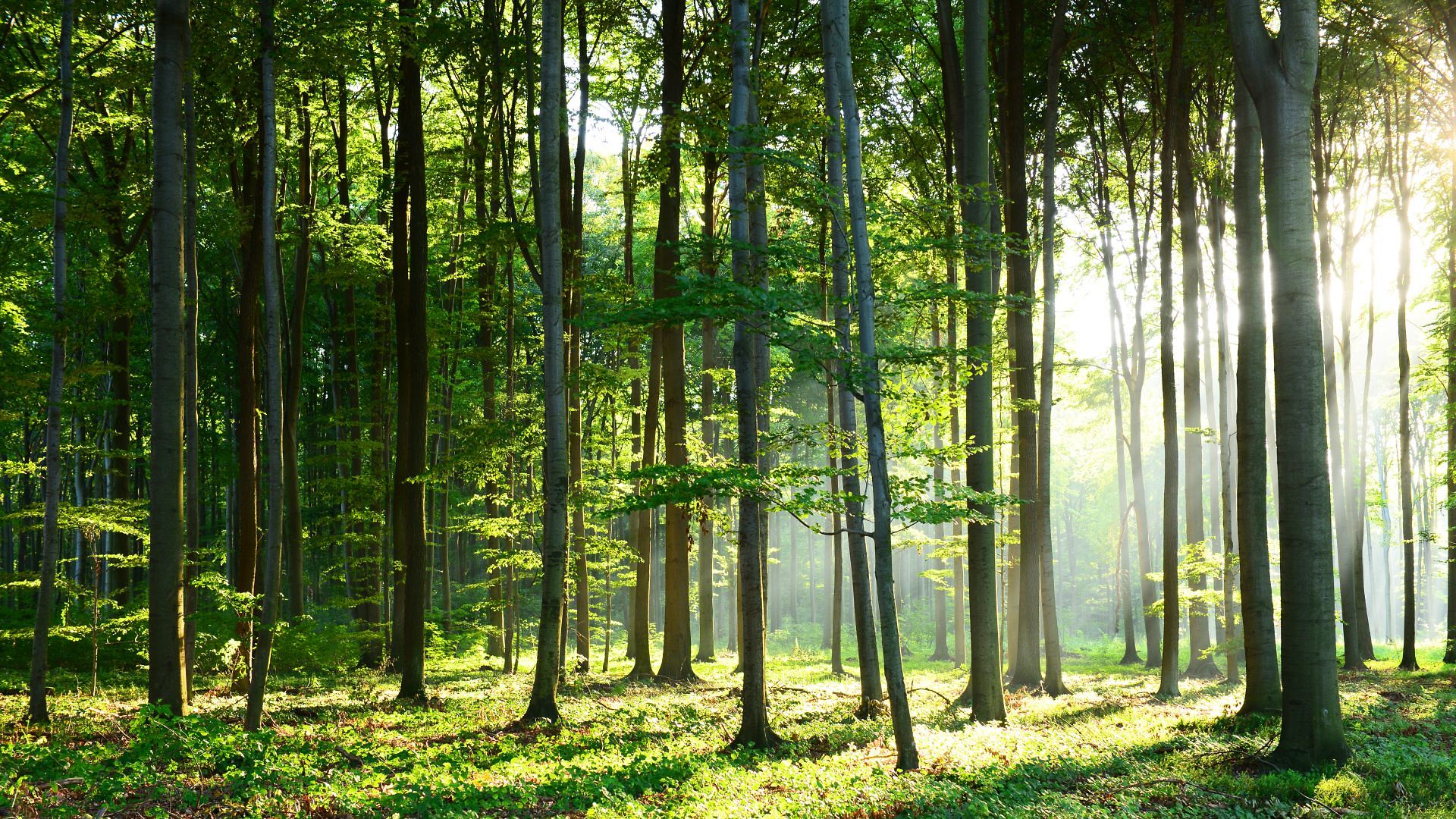 Wald mit Lichtung